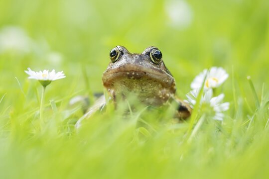 Common frog (Rana temporaria) adult amphibian on a garden grass lawn with daisy flowers in summer, England, United Kingdom