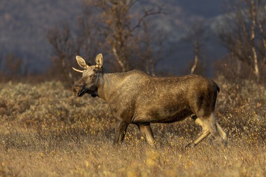 Although this is a young bull moose (Alces alces), it impresses with its size, moose rut, rutting season, autumn, Ruska, September, Norway