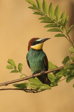 European bee-eater (Merops apiaster) on the branch of an acacia (Acaciea) Western Hungary, Hungary