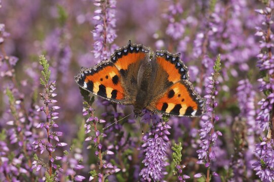 Small tortoiseshell butterfly (Aglais urticae) adult insect feeding on heather flowers on a heathland in summer, England, United Kingdom