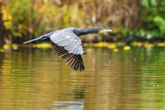 Cormorant flying just above calm water against a green-gold background, cormorant, (Phalacrocorax carbo), wildlife, Germany