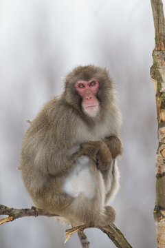 Japanese macaque or Snow monkey (Macaca fuscata) adult animal portrait, United Kingdom, Captive