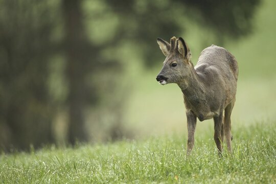European roe deer (Capreolus capreolus) fawn in winter coat and short basal spikes in the meadow, Allg&auml;u, Bavaria, Germany