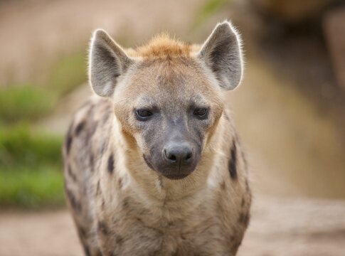 Spotted Hyena or Laughing Hyena (Crocuta crocuta), captive, Saxony, Germany