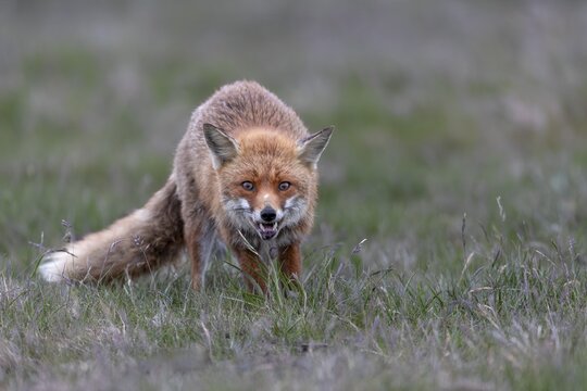 The next hunting attempt of the red fox (Vulpes vulpes) is successful, but it is not a mouse that was captured, marked by life, injury to the lip, rearing young, May, Denmark