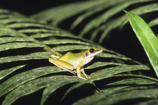 Frog in tropical rainforest, Gunung Leuser National Park, Sumatra, Indonesia, Asia