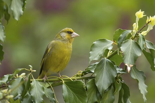 European greenfinch (Chloris chloris) adult male garden bird on an Ivy tree branch, Suffolk, England, United Kingdom