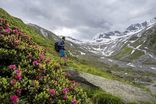 Mountaineers on a hiking trail between blooming alpine roses, view of the Schlegeisgrund valley, glaciated mountain peaks Hoher Weiszint and Dosso Largo with Schlegeiskees glacier, Berliner H&ouml;henweg, Zillertal, Tyrol, Austria