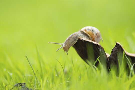 Garden snail (Helix aspersa) adult gastropod molluscs on a fungi in a garden grass lawn in summer, Suffolk, England, United Kingdom