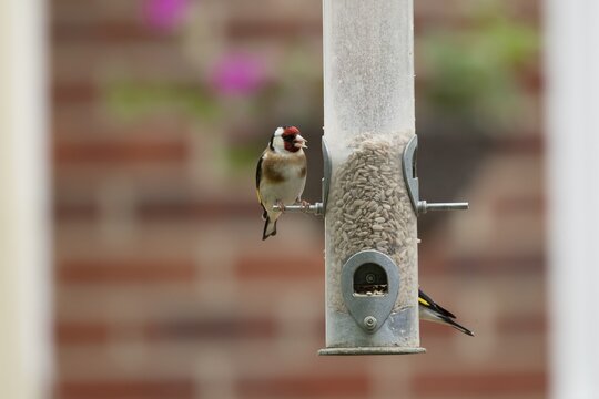 European goldfinch (Carduelis carduelis) adult bird feeding on a garden bird feeder filled with sunflower seed hearts, England, United Kingdom
