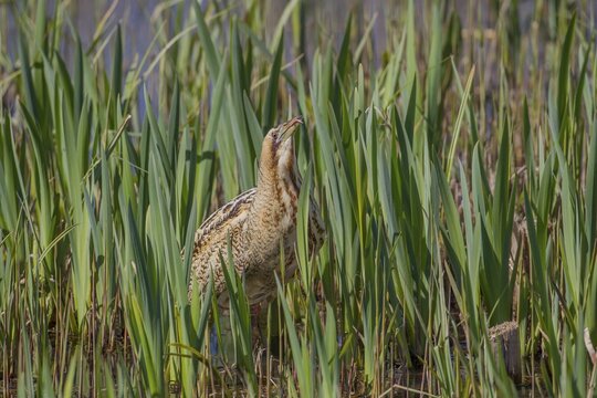 Eurasian Bittern or Great Bittern (Botaurus stellaris) adult bird in reed bed, Suffolk, United Kingdom