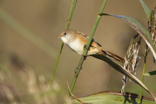 Bearded tit or reedling (Panurus biarmicus) adult female bird on a reed stem in a reedbed, England, United Kingdom