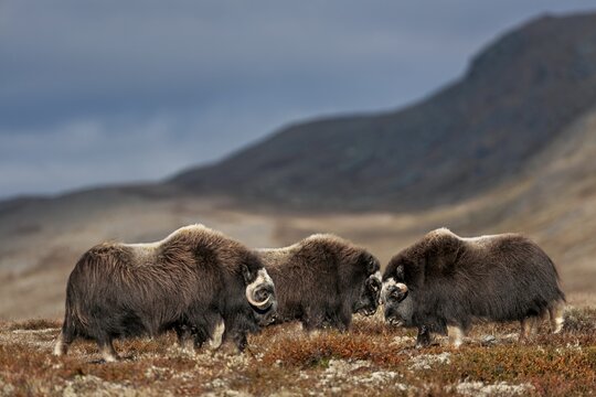 Again and again, the musk ox calves (Ovibos moschatus) engage in playful fights, play, test of strength, fight, quarrel, autumn, Ruska, autumn colours, Tundra landscape, Norway