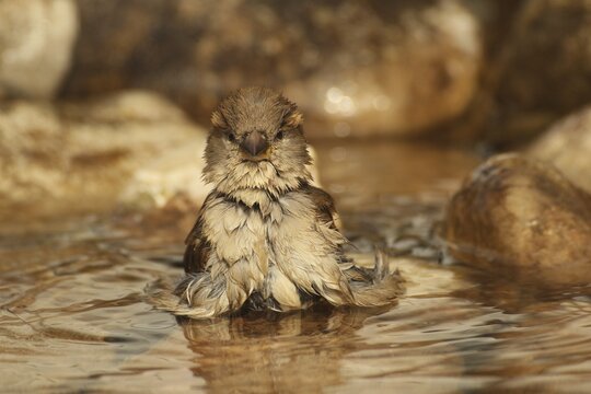 House sparrow (Passer domesticus) female bathing in the garden pond, funny photo, Allg&auml;u, Bavaria, Germany