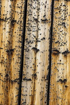 Weathered larch wood planks on a hay barn, Chandolin, Val d'Anniviers, Valais Alps, Canton Valais, Switzerland
