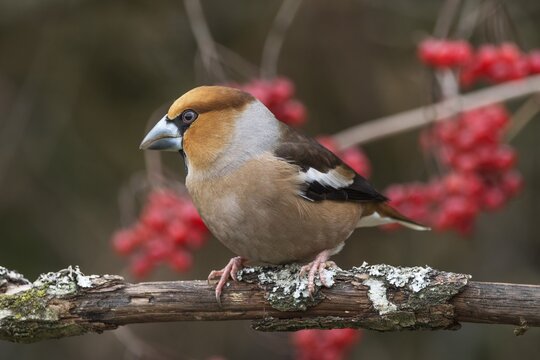 A male hawfinch (Coccothraustes coccothraustes) sitting on a branch with red berries of the common snowball in the background, Baden-W&uuml;rttemberg, Germany