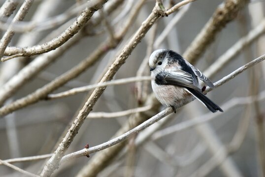 Long-tailed Tit (Aegithalos caudatus), Mt. Tratzberg, Stans, Tyrol, Austria, Europe