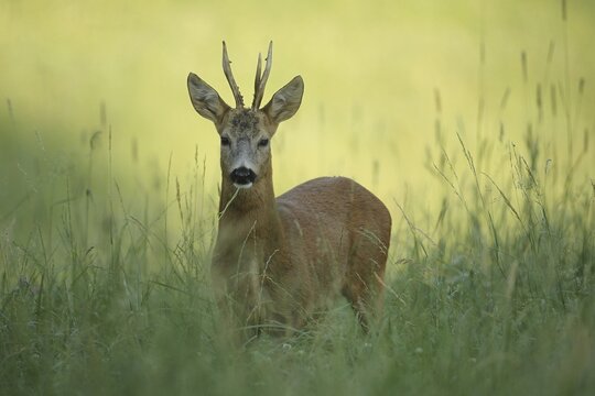 European roe deer (Capreolus capreolus) buck in the first morning light, Lower Austria, Austria, Lower Austria, Austria