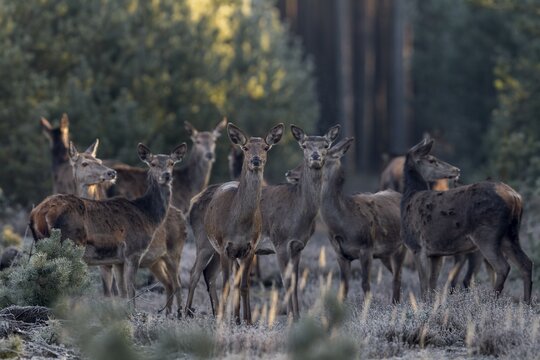 A last glance of the red deer herd (Cervus elaphus) in my direction, then they all wander into the spruce forest visible in the background, frost, cold, hoarfrost, morning sun, Germany