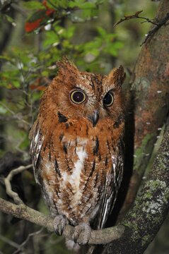 Eared owl (Asio sp.) in dry forest, western Madagascar