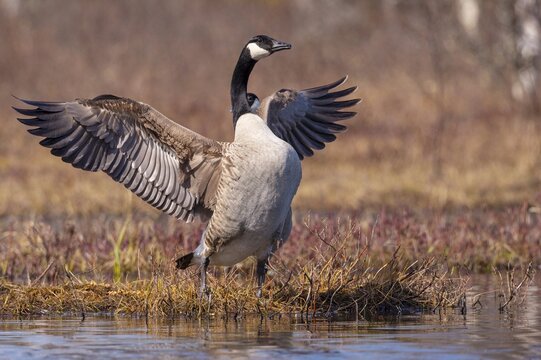 Canada goose (Branta canadensis) at a lake, F&aring;gelsj&ouml;, G&auml;vleborgs l&auml;n, Sweden