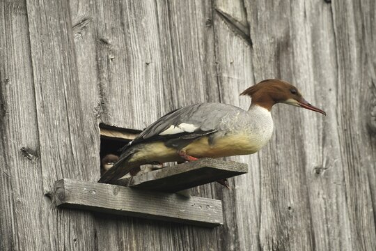 Goosander (Mergus merganser) female at the breeding den in a field barn, a few seconds in front of jumping into the deep, Allg&auml;u, Bavaria, Germany, Allg&auml;u, Bavaria, Germany