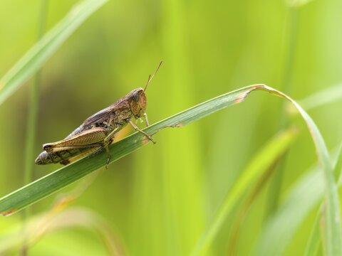 Common field grasshopper (Chorthippus brunneus), Solms, Hesse