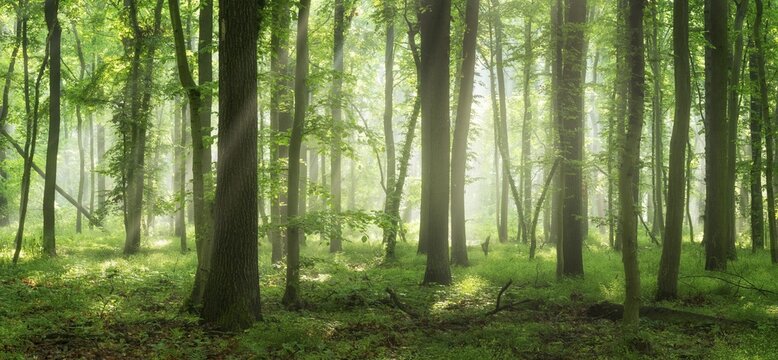 Natural deciduous forest of oaks, hornbeams and beeches in spring, fresh green, sun shining through morning mist, Burgenlandkreis, Saxony-Anhalt, Germany