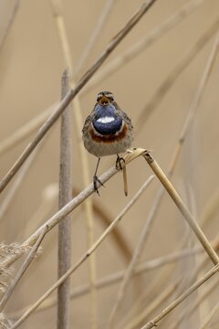 Bluethroat (Luscinia svecica) singing on a reed, wildlife, Germany