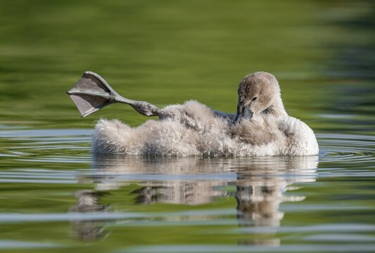 Mute swan (Cygnus olor) young bird swimming on a pond, one leg out of the water in resting position, Thuringia, Germany