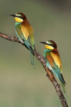 Two European Bee-eaters (Merops apiaster) perched on a branch, Sardinia, Italy, Europe