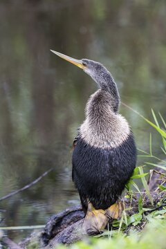 Anhinga or American darter (Anhinga anhinga), Florida, Everglades, United States, North America