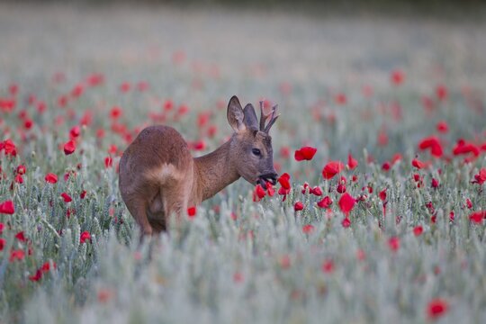 Roe deer (Capreolus capreolus) adult male roebuck animal feeding on a red poppy in a farmland cereal field in summer, Suffolk, England, United Kingdom