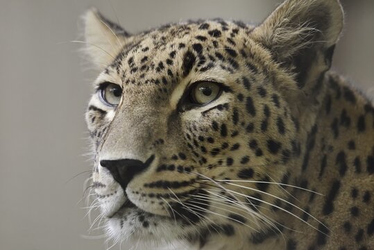 Persian leopard (Panthera pardus saxicolor), portrait, captive, occurring in Asia