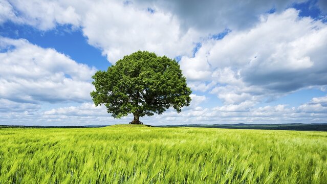 Cultivated landscape in spring, solitary oak, green barley field, blue sky with (cumulus) clouds, Friedenseiche near Hombressen, Reinhardswald, Hesse, Germany