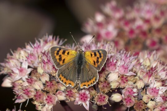 Small copper butterfly (Lycaena phlaeas) adult insect feeding on a garden Sedum flower in summer, Suffolk, England, United Kingdom