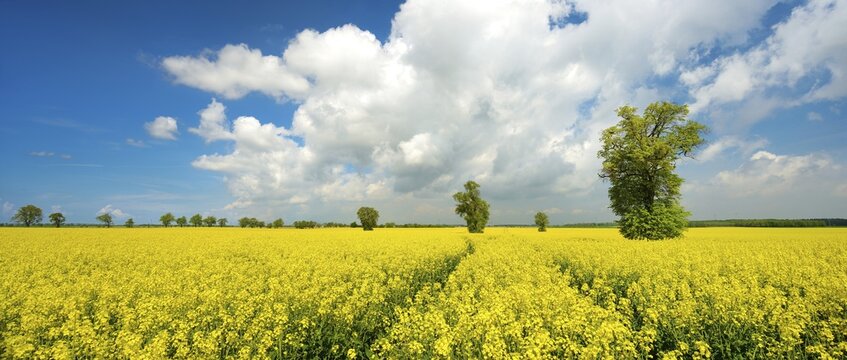 Blooming rape field with big old lime trees, blue sky with cumulus clouds, cultural landscape in spring, Burgenlandkreis, Saxony-Anhalt, Germany