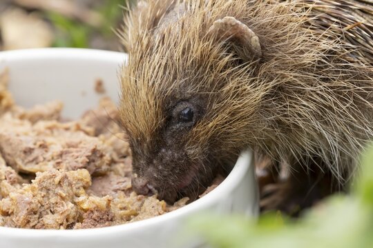 European hedgehog (Erinaceus europaeus) adult animal feeding on wet dog food in a bowl in a garden in autumn, England, United Kingdom
