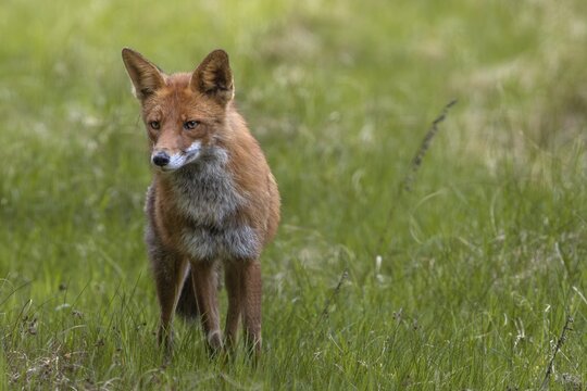 Concentrating, the red fox (Vulpes vulpes) tries to find the source of the sound, hunting, attracting, June, Denmark