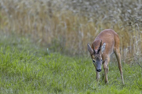 A roebuck (Capreolus capreolus) impresses a doe in the leaf season and strikes the ground with its forelegs, this behaviour is called pl&auml;tzen, roe rut, rutting, mating season, imposing, threatening, summer coat, Denmark