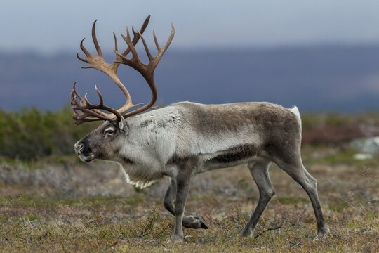 A reindeer bull (Rangifer tarandus) walks across the autumn tundra during the rut, rut, autumn, Sweden