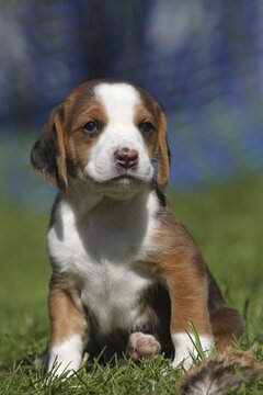 Hunting dog German Bracke, four-week-old young animal, Allg&auml;u, Bavaria, Germany
