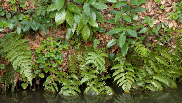 Lush Green Ferns and Foliage Along a Garden Pond in Kanazawa