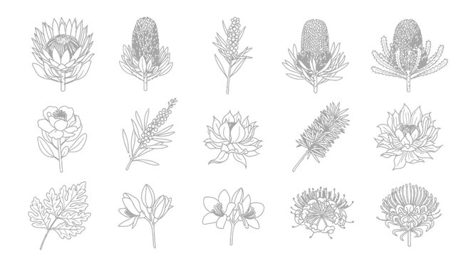 Protea and Australian native wildflower line art icon collection.