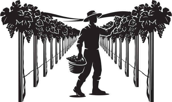 Black silhouette of man harvesting grapes in vineyard farmer