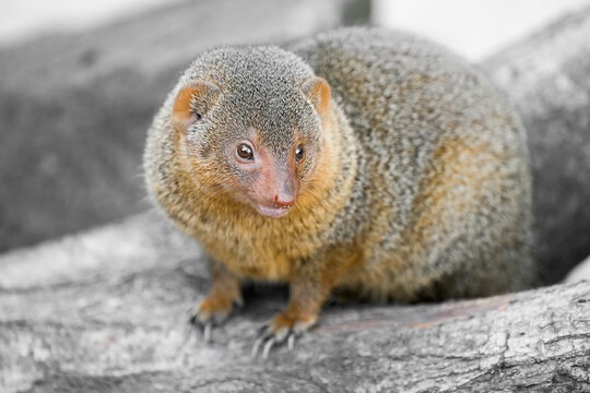 Portrait of a dwarf mongoose in the wild. Close-up of the animal. Helogale.
