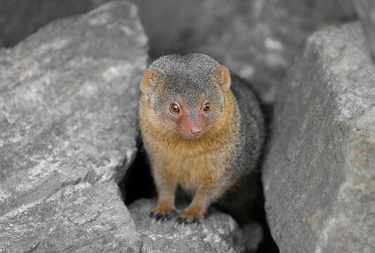 Portrait of a dwarf mongoose in the wild. Close-up of the animal. Helogale.
