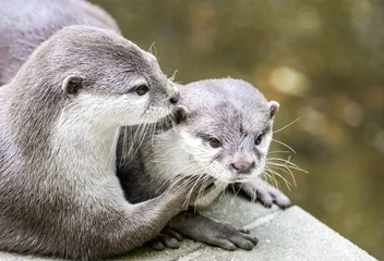 Portrait of two Asian small-clawed otters. Close-up of the animals. Aonyx cinerea.  © Elly Miller