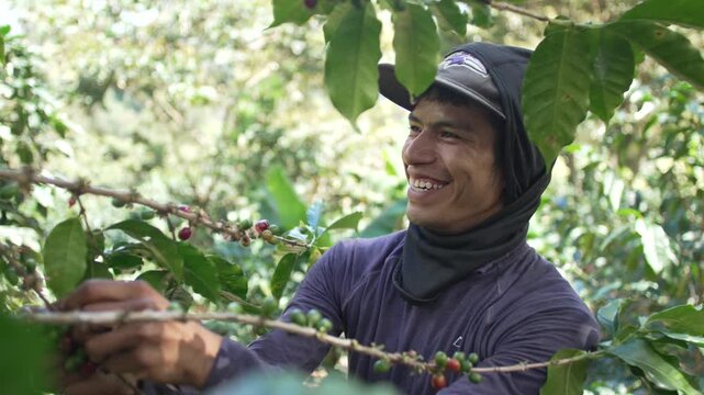 Joyful Adult Picker Harvesting Ripe Red Coffee Cherries by Hand at Dense Honduras Origin Plantation