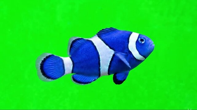 Fish Video of one Electric Blue Phantom clownfish are swimming on the green screen background